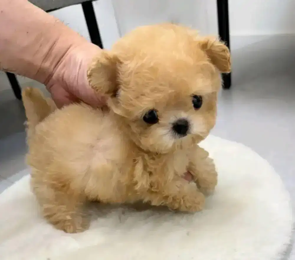 DIJUAL ANJING POM MIX POODLE