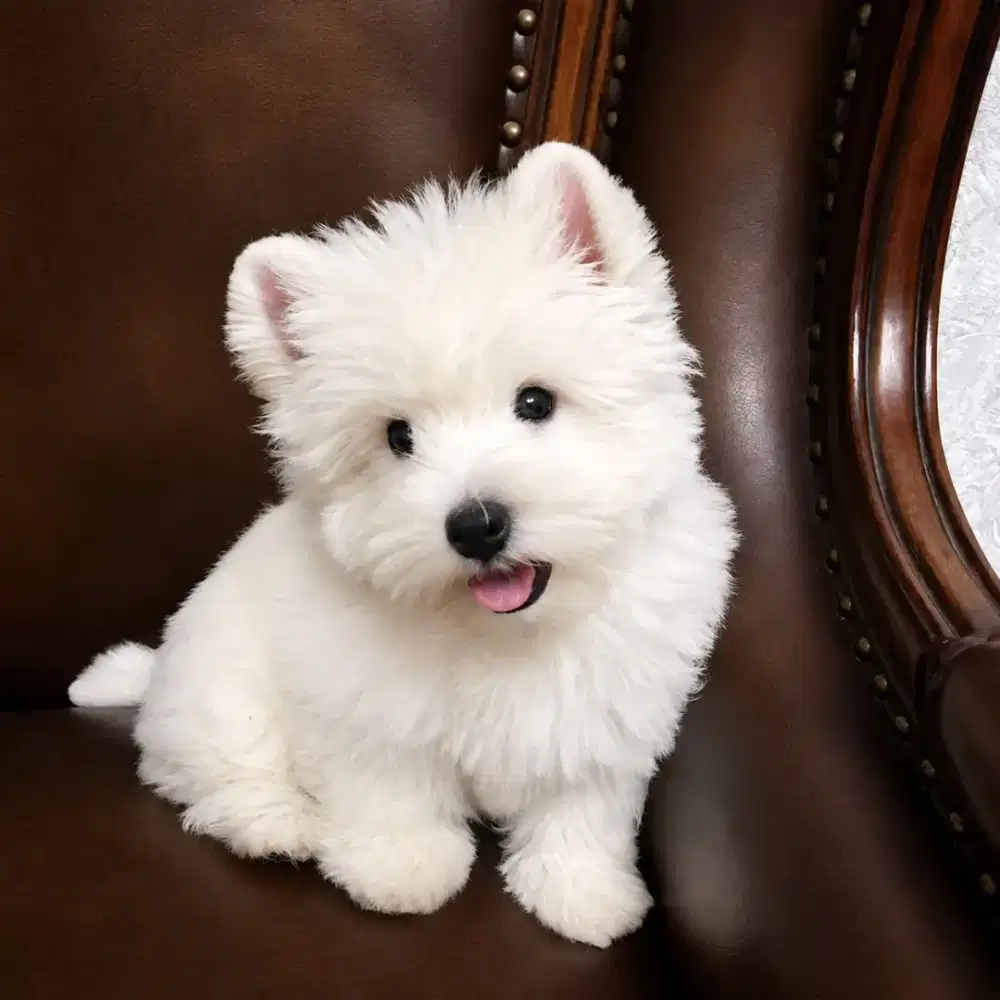DIJUAL ANJING POM MIX POODLE