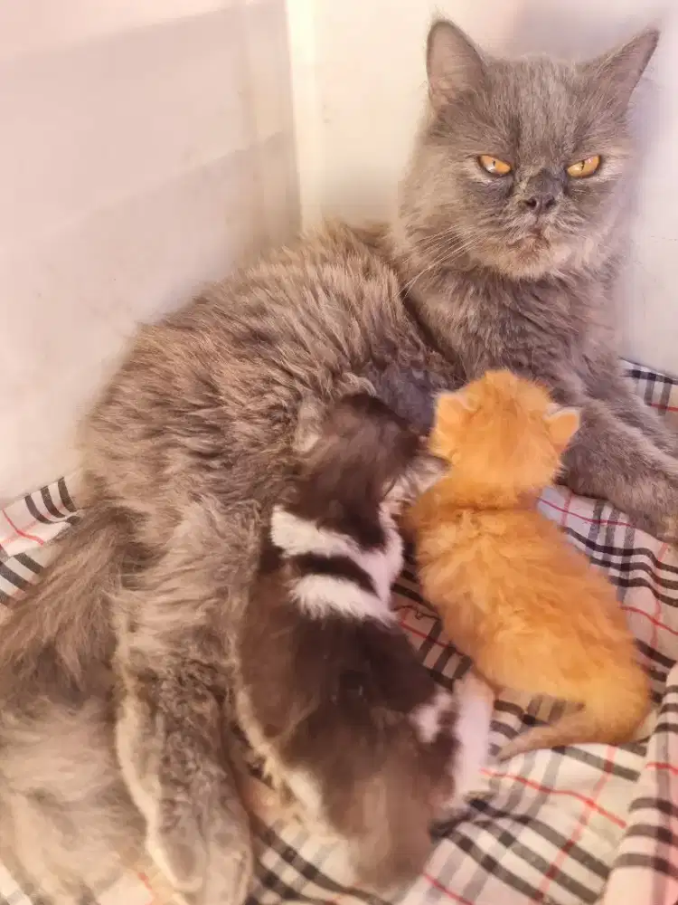 Kucing Platnose Plus Kitten Munchkin