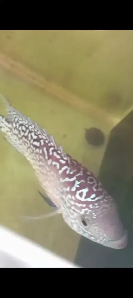 Ikan louhan cencu 3 jari