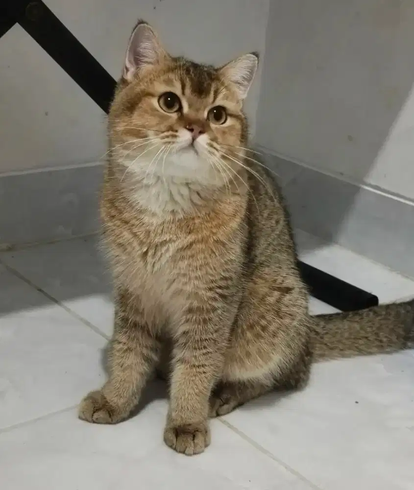 Kucing BSH Golden