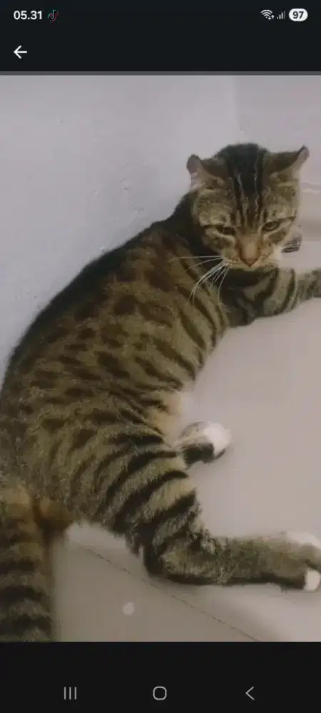 Kucing munckin marble ganeta kinkalao