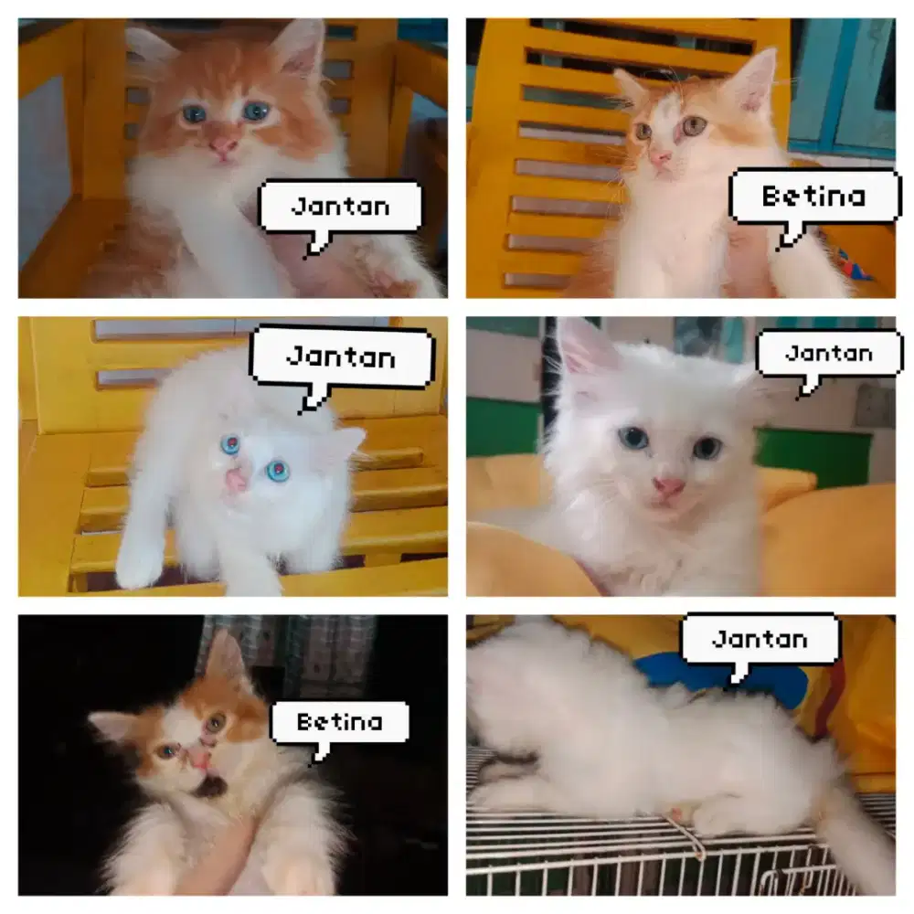 LEPAS ADOPN KUCING PERSIA LUCU