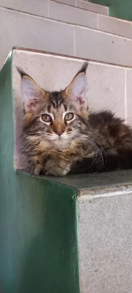 Mainecoon betina 3 bulan non ped