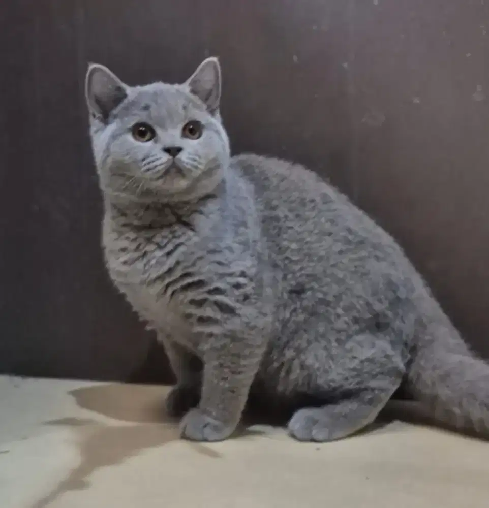 Kitten British Short Hair