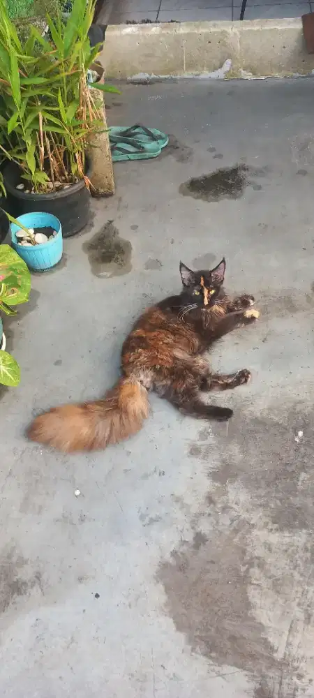 Mainecoon betina 5 bulan nonped