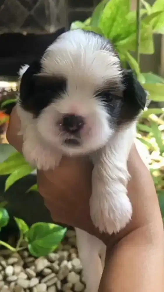Shihtzu 2 jantan 1 betina