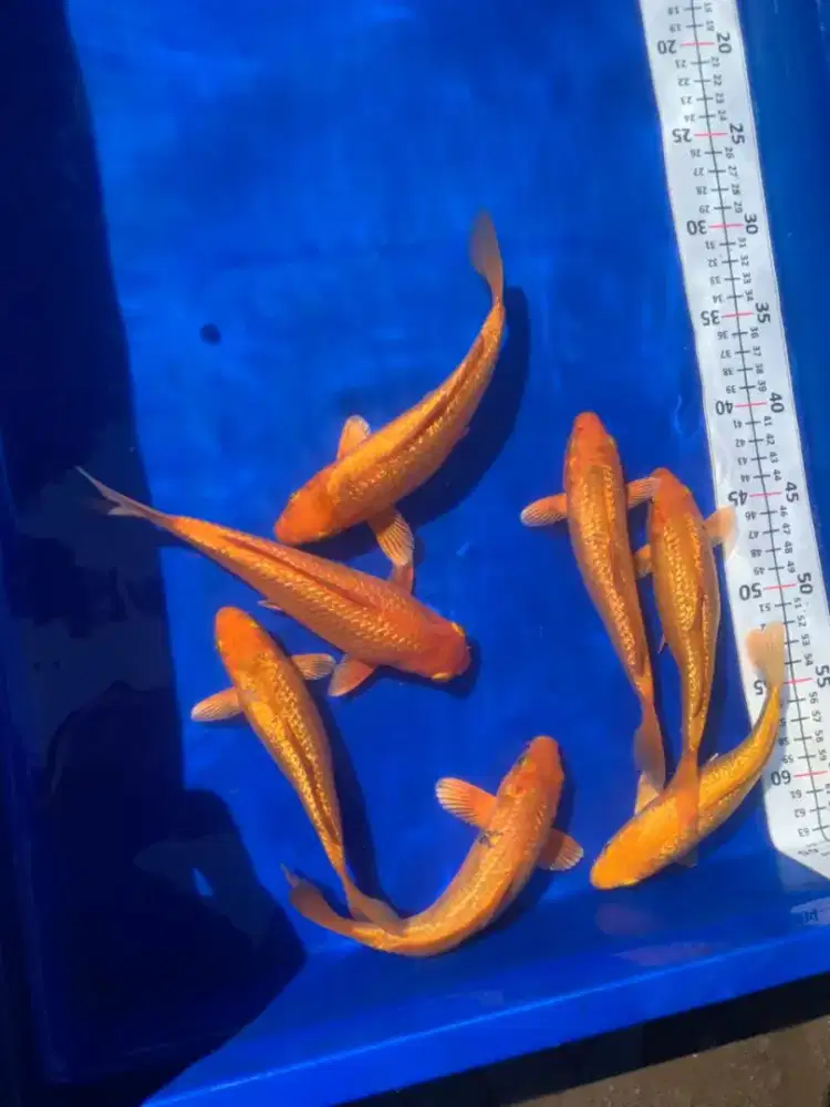 Ikan koi blitar karashi
