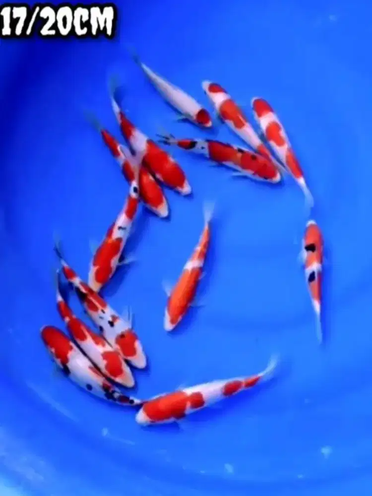 Ikan koi sanke kohaku