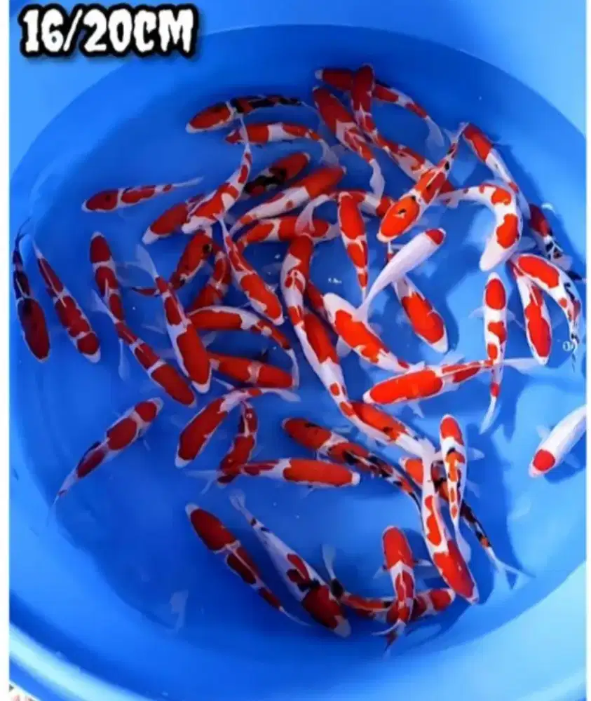 Ikan koi sanke kohaku Tancho