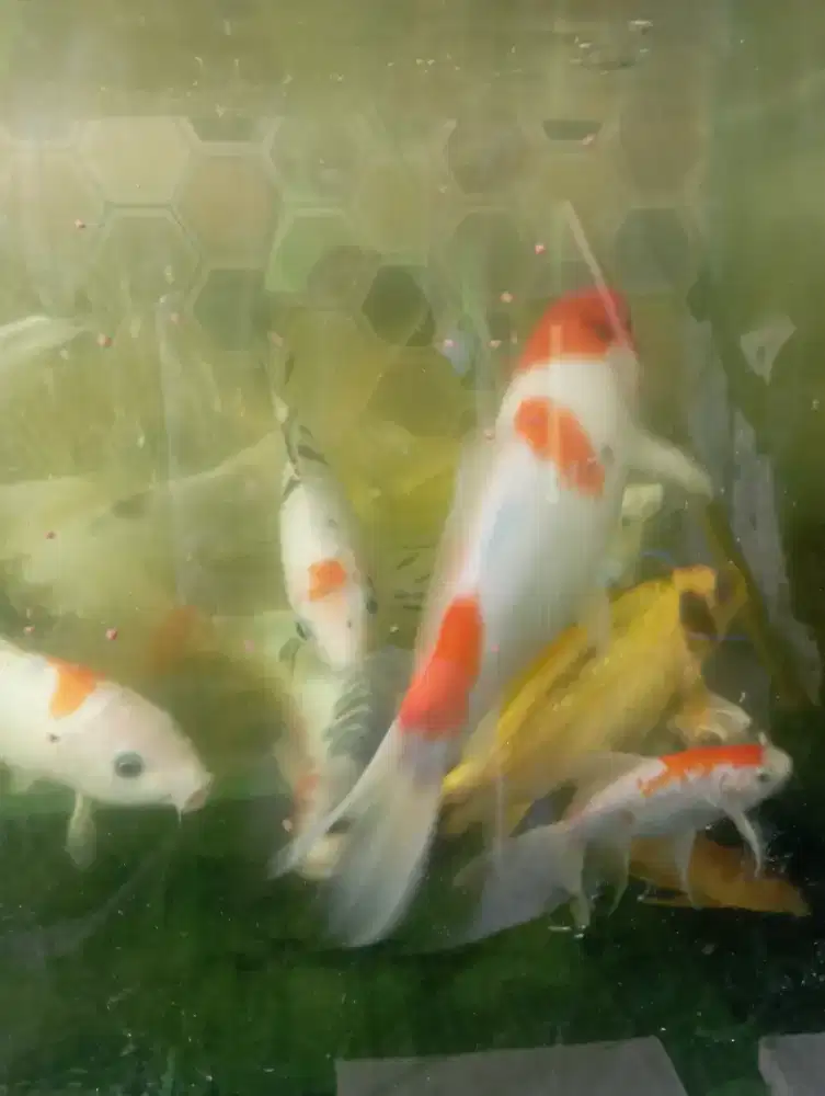 JUAL IKAN KOI CAMPURAN free AQUEARIUM
