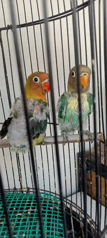 Anakan burung Lovebird