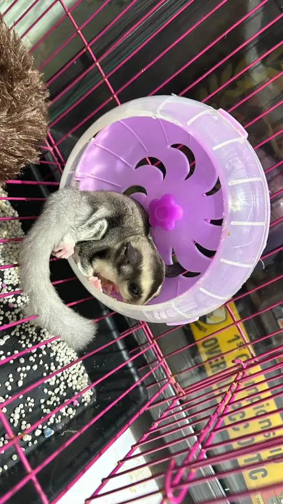 Sugar glider betina