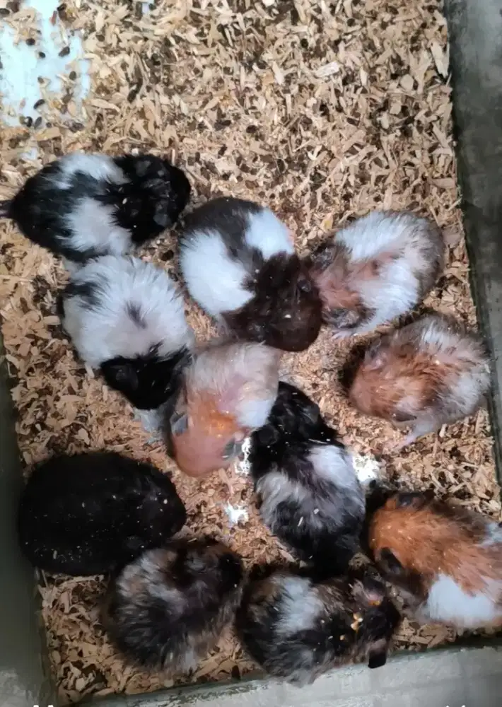 Hamster Syrian Lucu