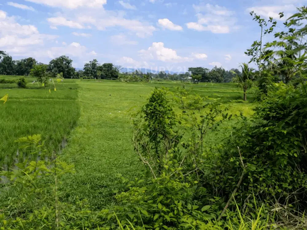 Tanah Luas Dekat Kota Bantul Cocok Untuk Kost Dan Villa