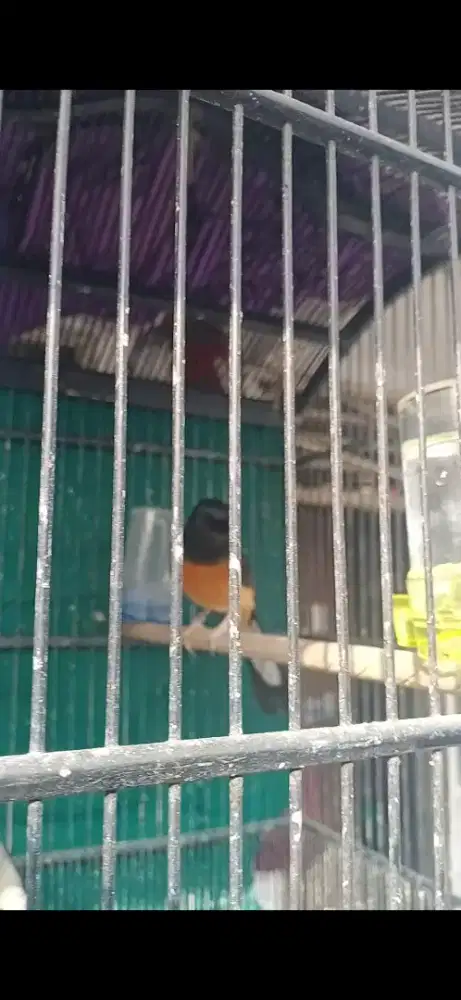 Murai batu medan