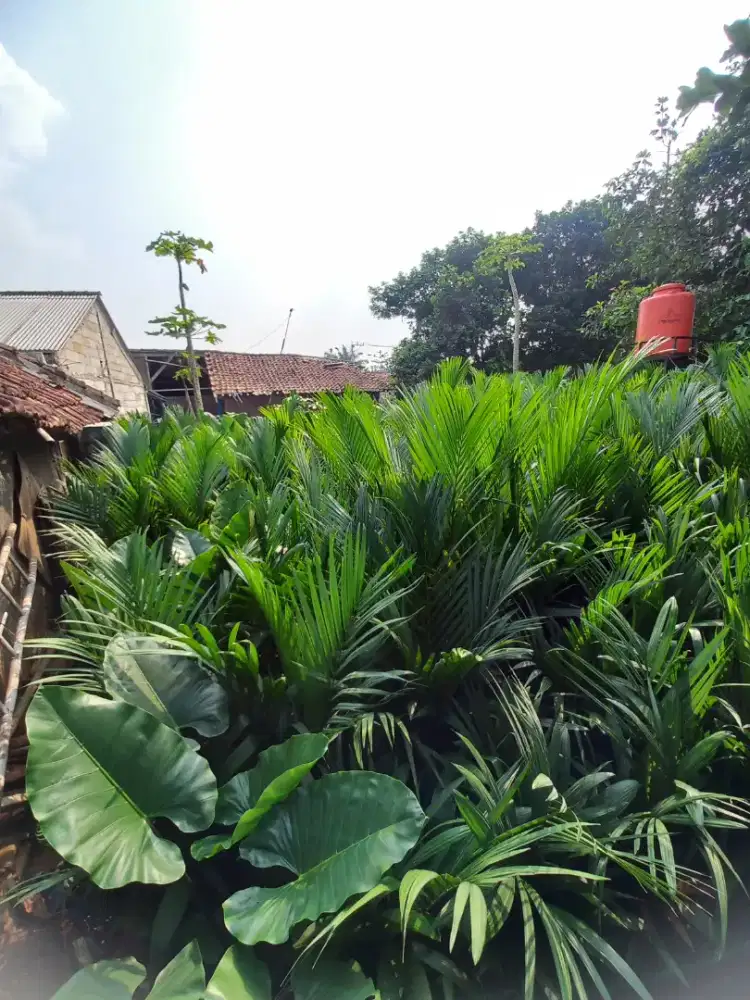 Jual palem merah harga grosir