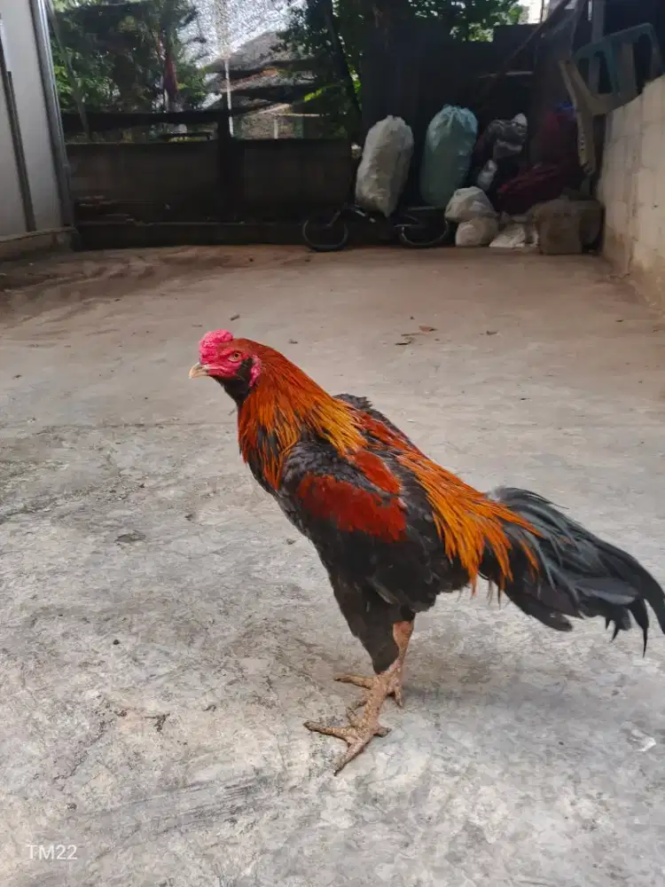 Ayam Bangkok Brewok ganteng