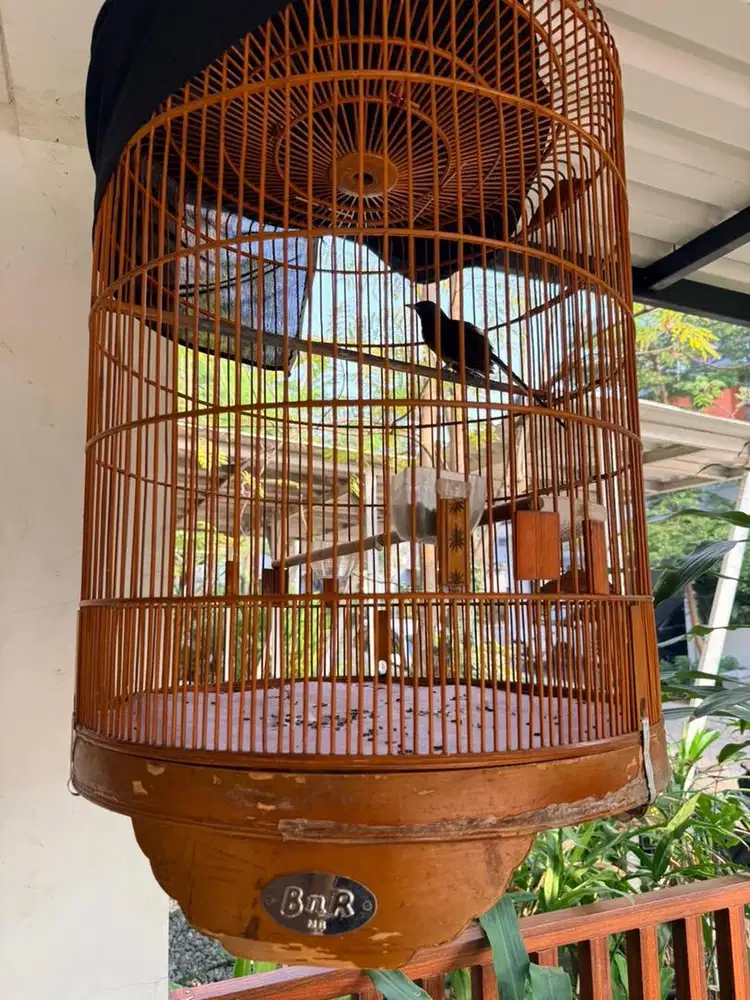 Burung Murai Batu + Sangkar