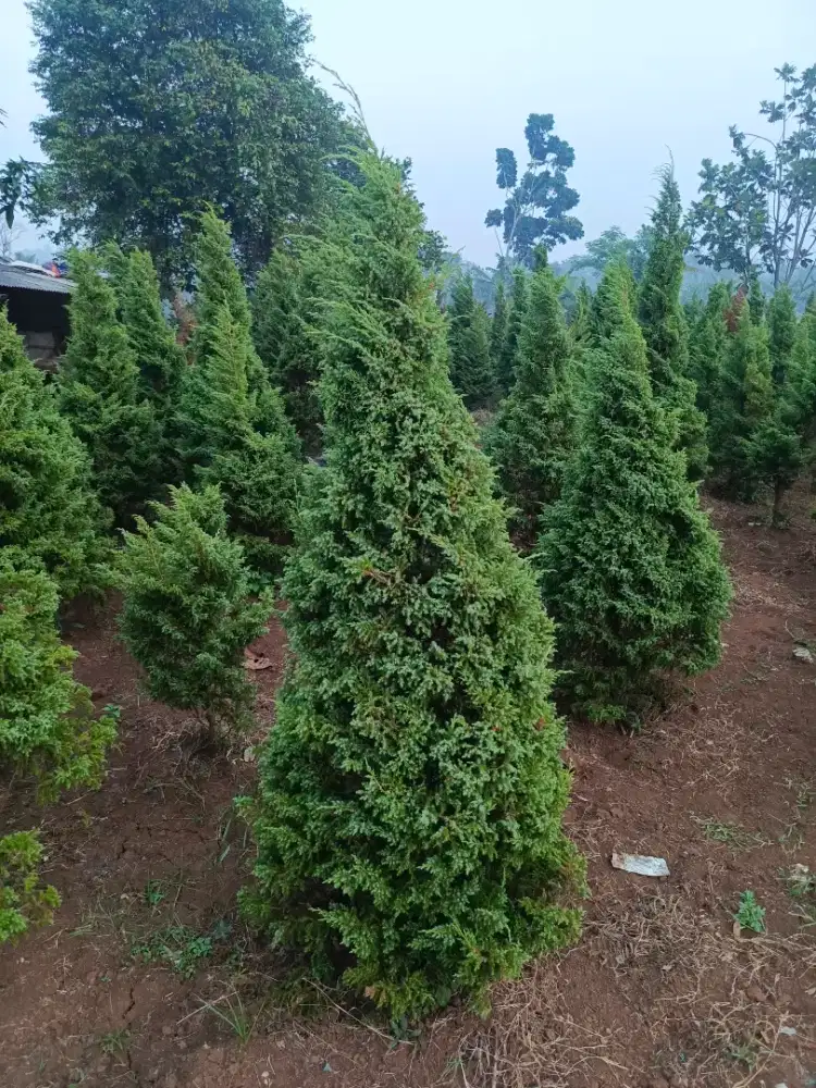 Jual tanaman hias cemara puapua / cemara Natal asli tinggi 2 meter