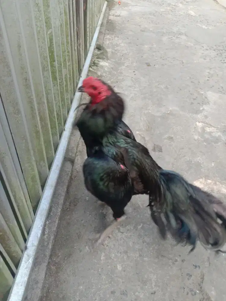 Ayam Bangkok Ganoi kumbang hitam