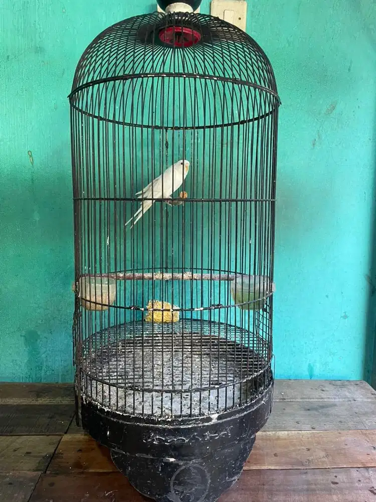 Parkit albino mata merah