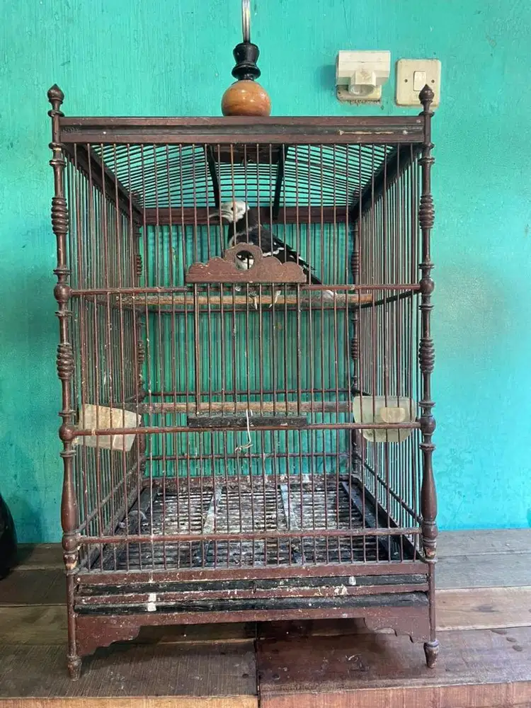 Jalak hongkog import