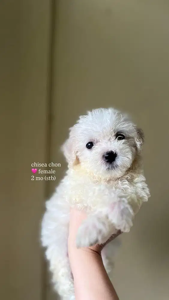 bichon frise jantan betina (2 bulan)