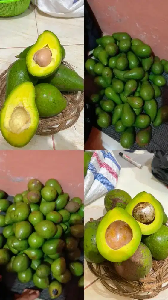 Alpukat mentega