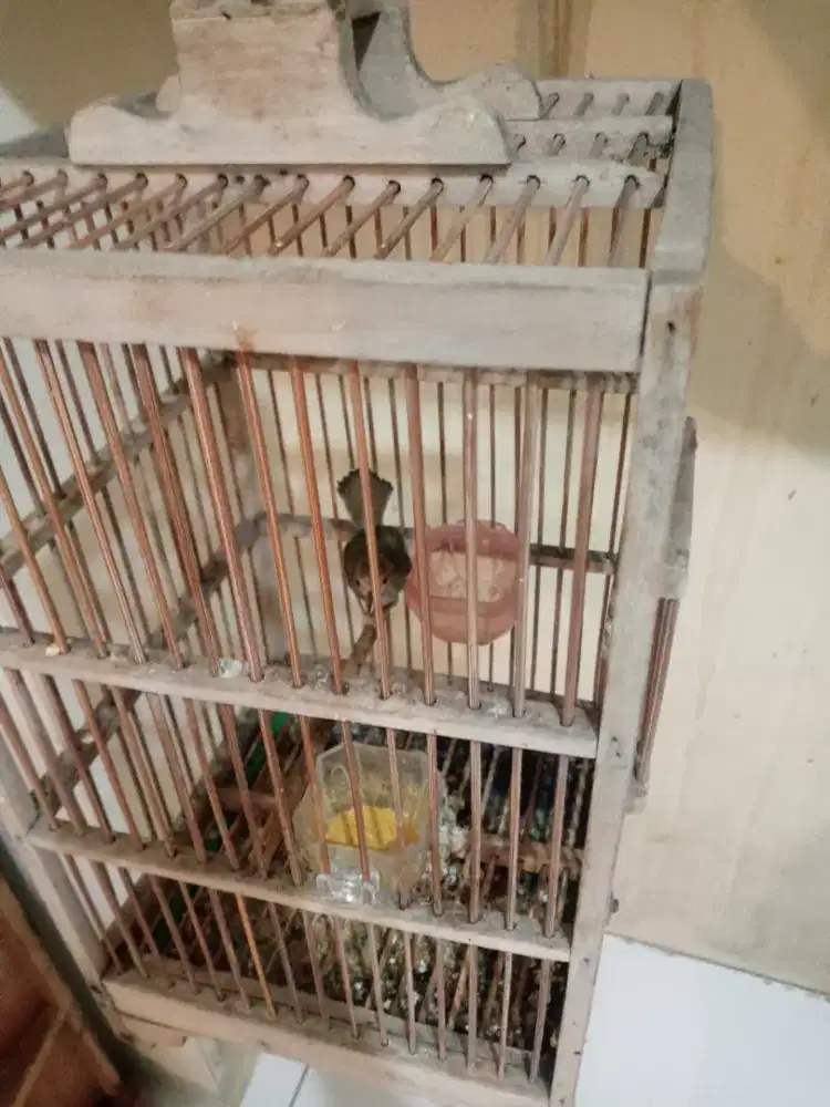 Prenjak klawu lokal jawa gacor fur total jantan