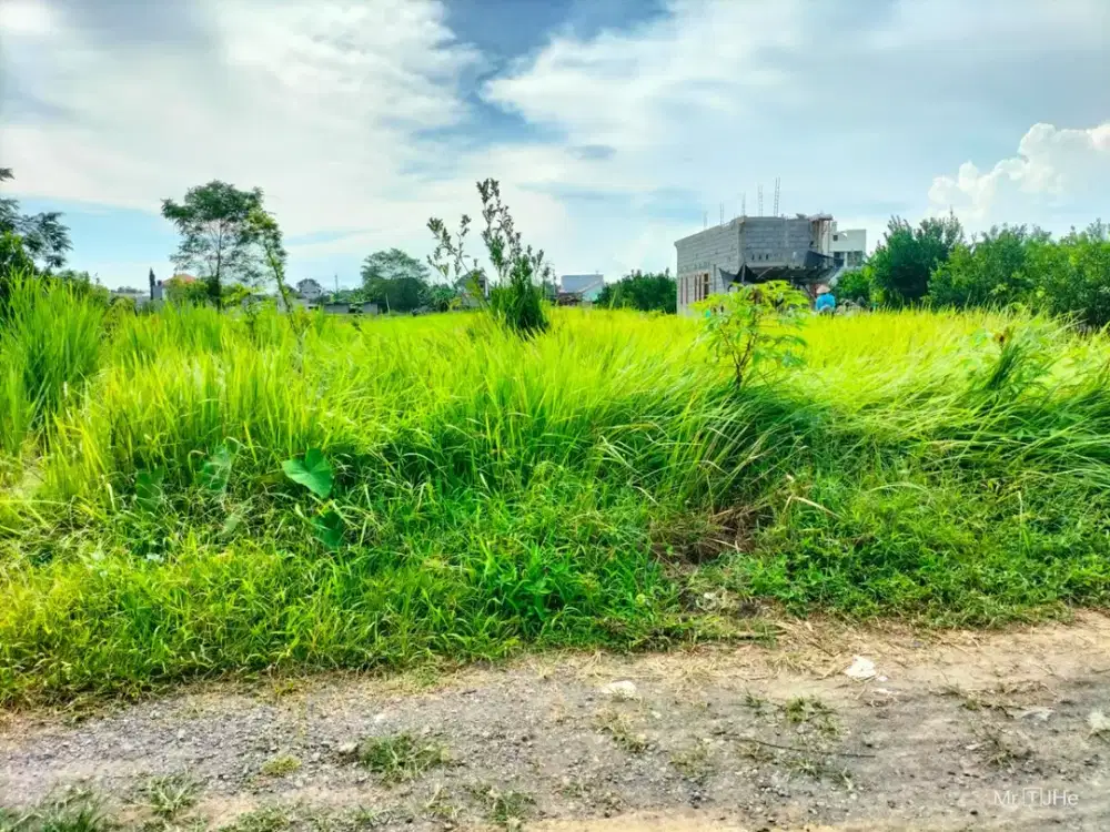 Dijual Tanah Sawah Murah Dalam Ringroad Lokasi Dekat TVRI dan JCM
