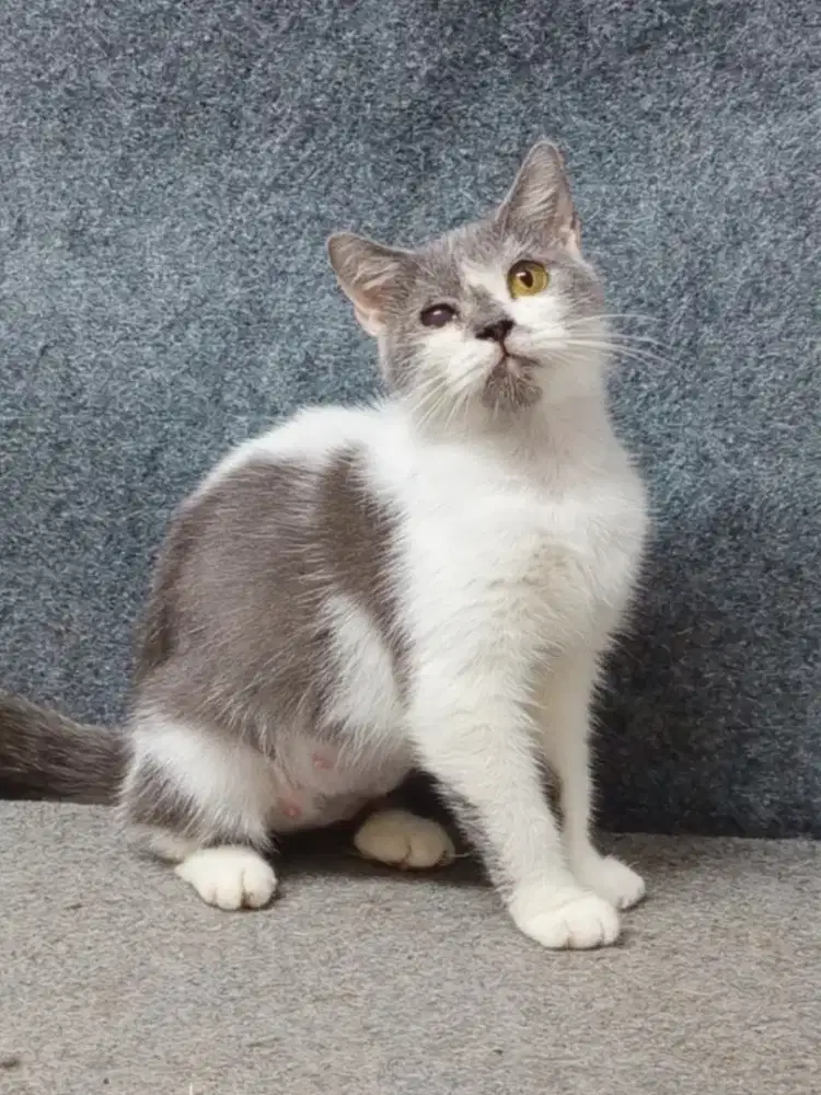 British Shorthair Mixbreed hamil