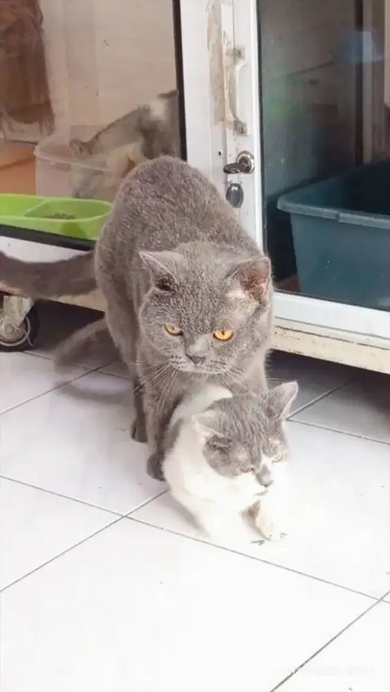 British Shorthair Mixbreed hamil