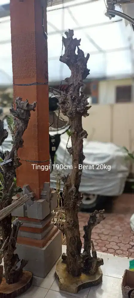 Kayu Fosil tinggi, unik, estetik