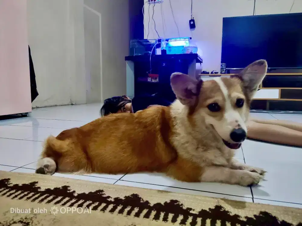 Corgi betina proven