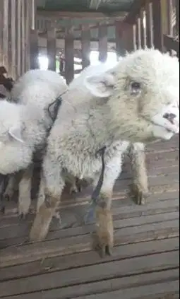 sepasang anakan domba merino 3 bulanan 1 jantan 1 betina siap ternak
