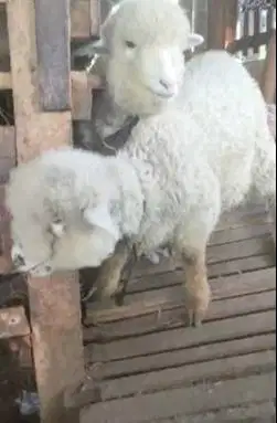 sepasang anakan domba merino 3 bulanan 1 jantan 1 betina siap ternak