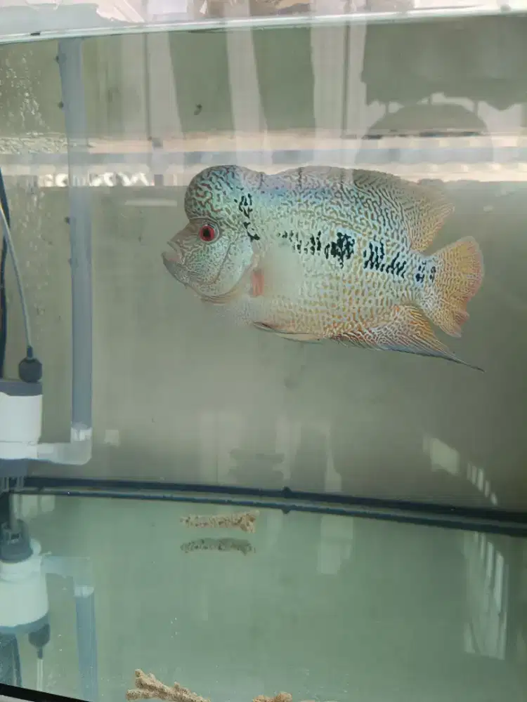 Louhan Cencu Good Colour