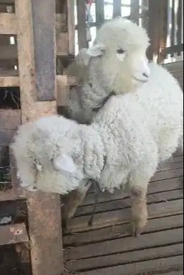 sepasang anakan domba merino 1 jantan 1 betina 3 bulanan gemesin unik