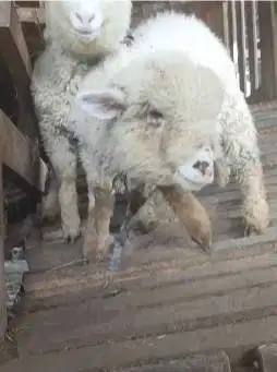 sepasang anakan domba merino 1 jantan 1 betina 3 bulanan gemesin unik