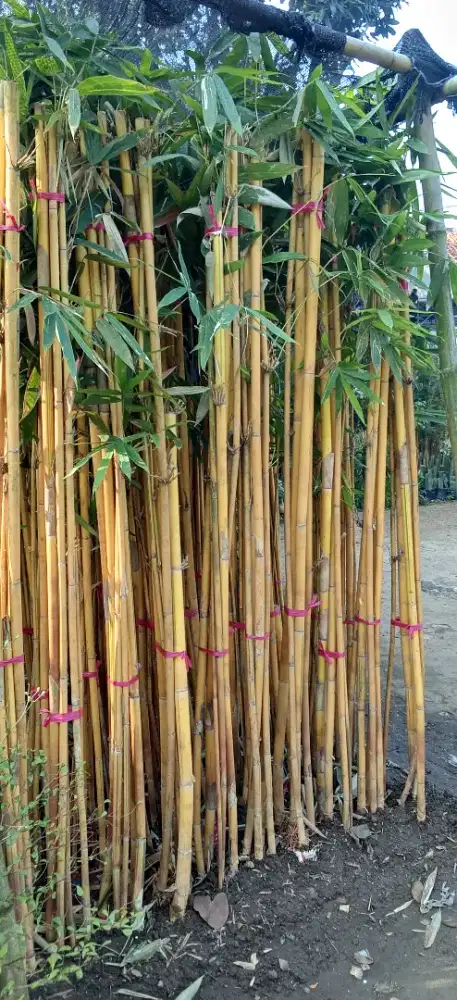 bambu panda kuning
