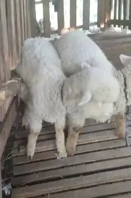 sepasang cempe bibit domba merino 3 bulanan 1 jantan 1 betina rawatan