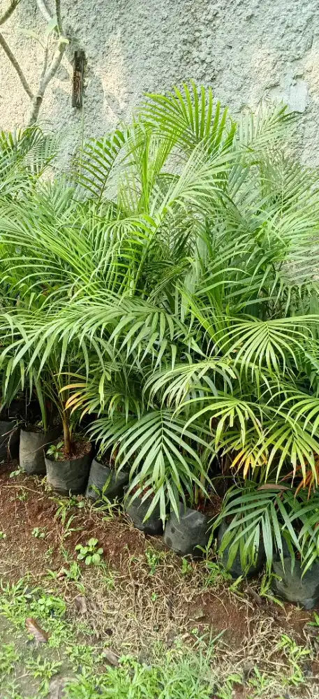 pohon palem kuning