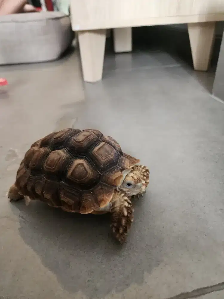DIJUAL KURA KURA SULCATA USIA 2 TAHUN