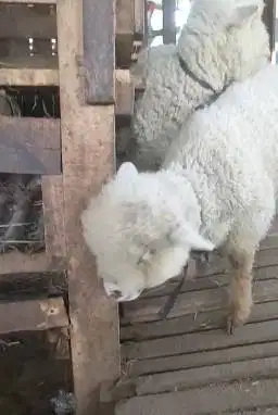 sepasang anakan cempe domba merino 4 bulanan 1 jantan 1 betina rawatan