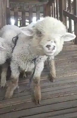 sepasang anakan cempe domba merino 4 bulanan 1 jantan 1 betina rawatan