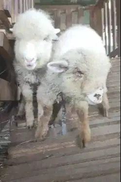 sepasang anakan cempe domba merino 3 bulanan 1 jantan 1 betina rawatan