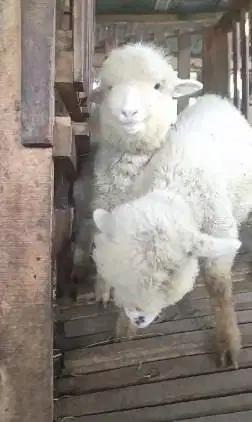 sepasang anakan cempe domba merino 3 bulanan 1 jantan 1 betina rawatan