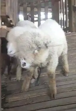 sepasang anakan cempe domba merino 3 bulanan 1 jantan 1 betina gemesin
