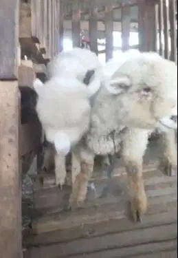 sepasang anakan cempe domba merino 3 bulanan 1 jantan 1 betina gemesin